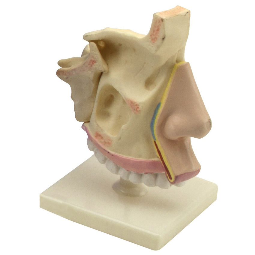 Maqueta de Nariz