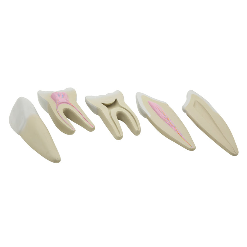 Maqueta de Dientes Humanos
