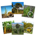 Set de Láminas Flora Tradicionales Pueblos Originarios