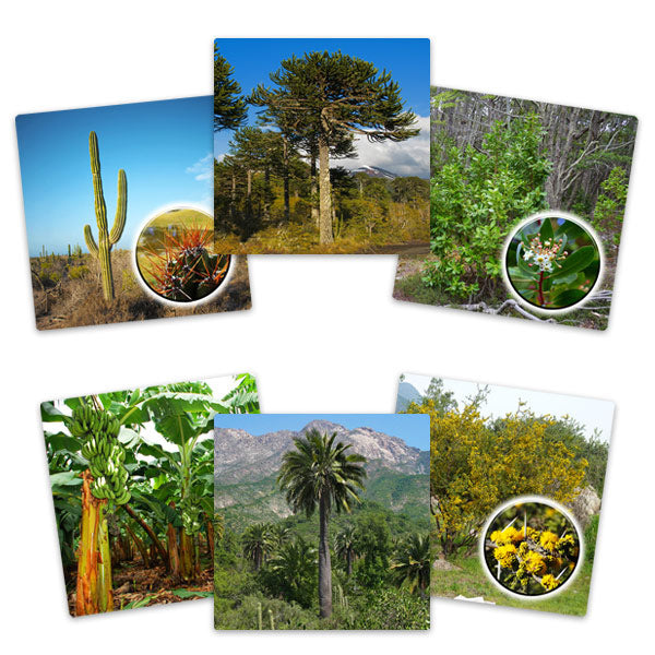 Set de Láminas Flora Tradicionales Pueblos Originarios