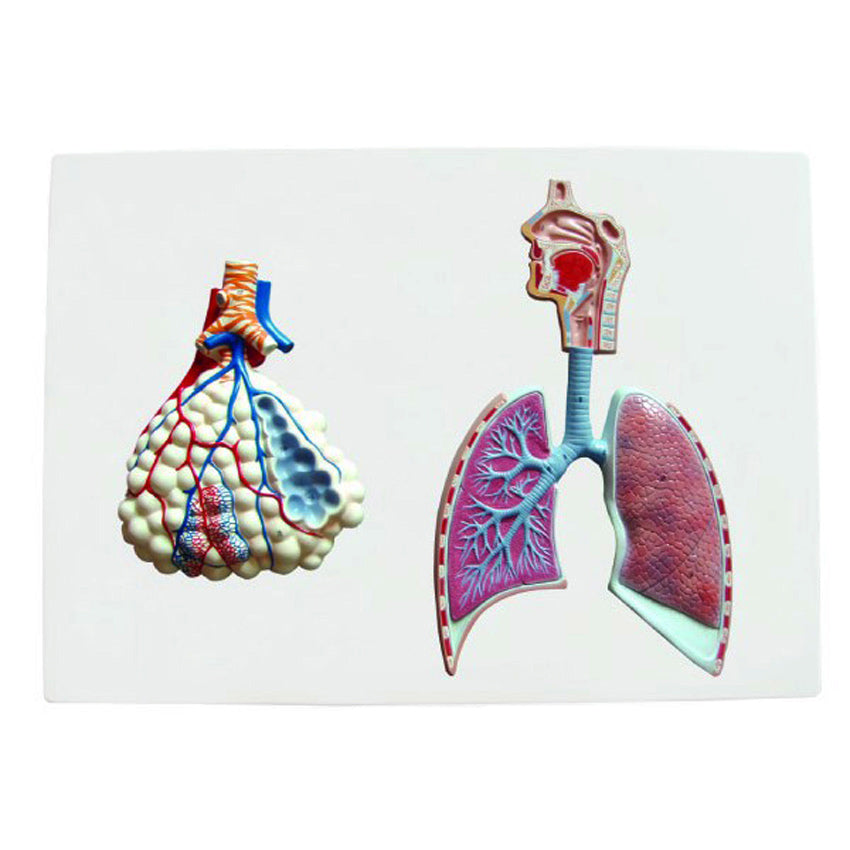 Maqueta del Sistema Respiratorio