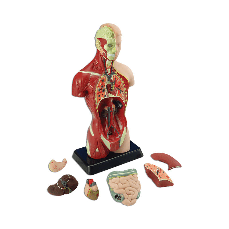 Torso Humano de 27 cm 8 Piezas