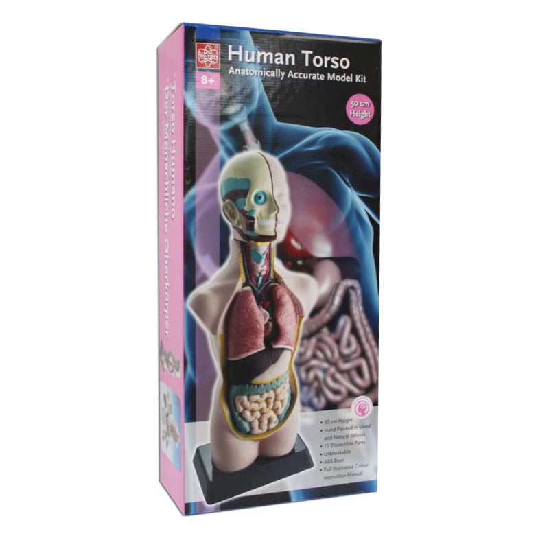 Torso Humano de 27 cm 8 Piezas