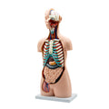 Maqueta del Torso Humano