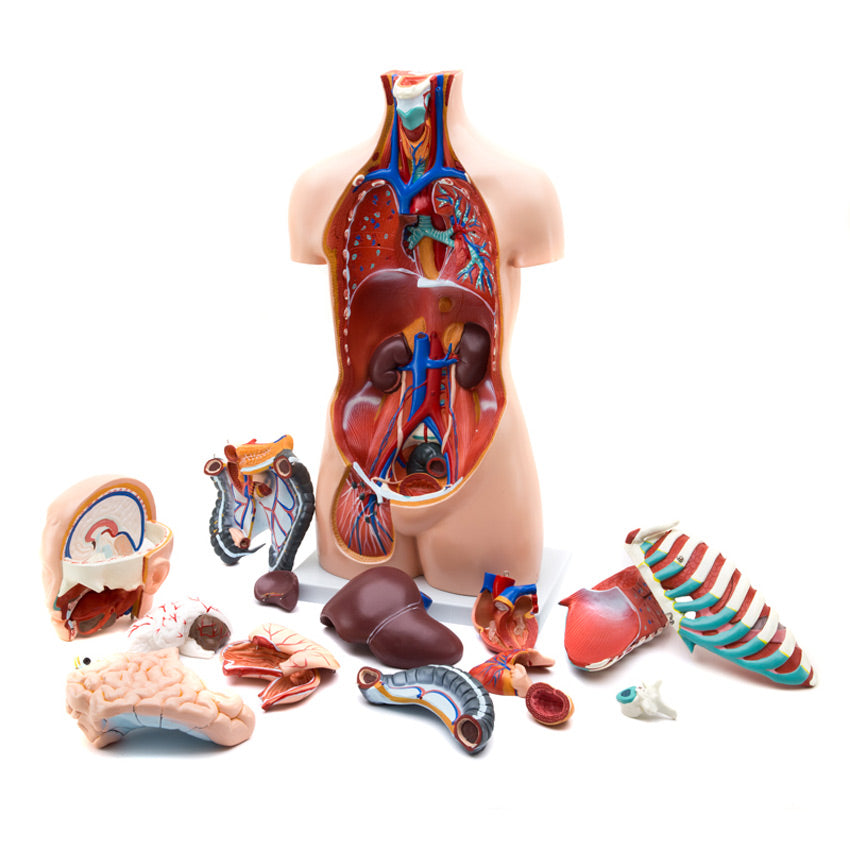 Maqueta del Torso Humano