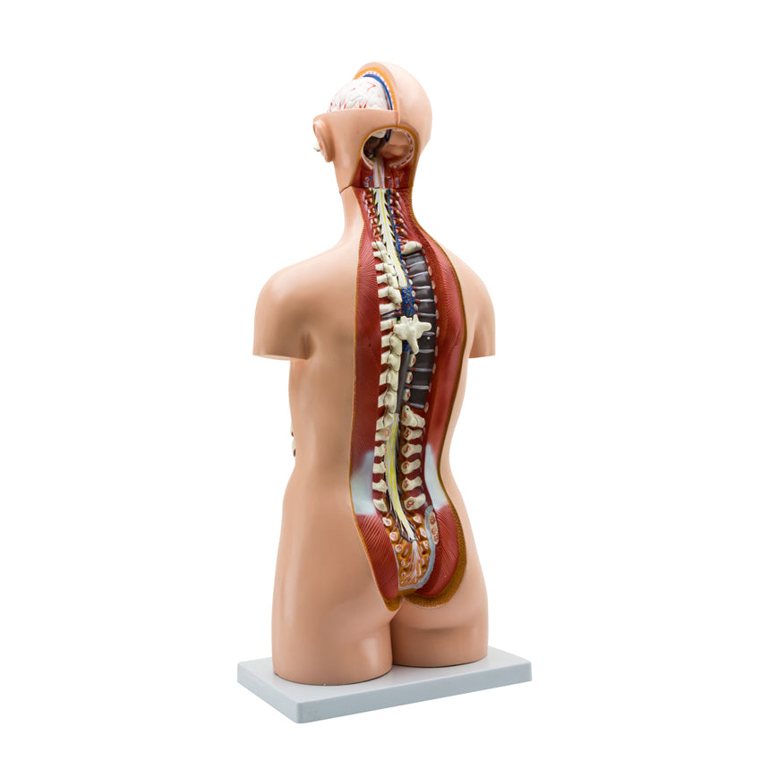 Maqueta del Torso Humano
