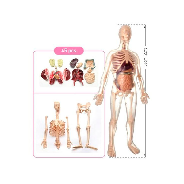 TORSO-ANATOMICO-HOMBRE-56CM-45PCS.-1-600