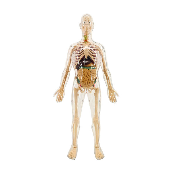 TORSO-ANATOMICO-HOMBRE-56CM-45PCS.-3-600