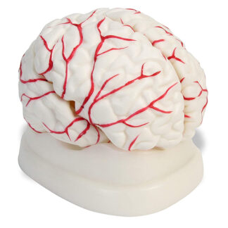 Cerebro 11x15cm - 8 Piezas