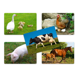 Flash Card Animales Granja
