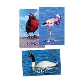 Flash Card Aves Chilenas